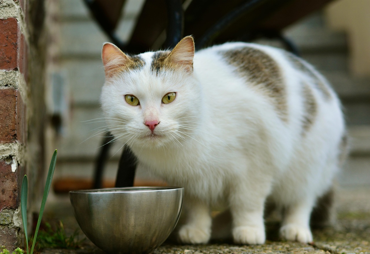 为什么小猫不喜欢洗澡